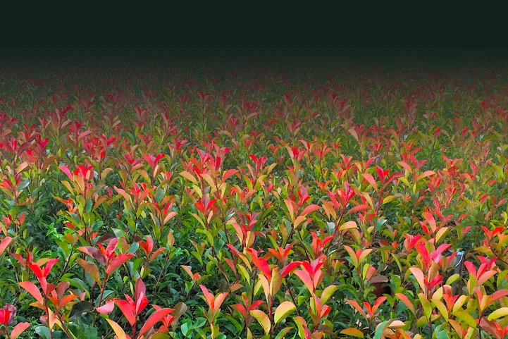 plantadoble2